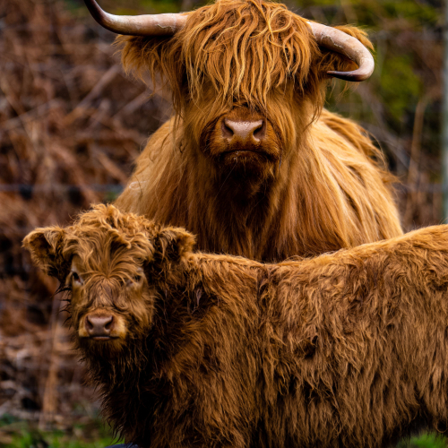 Vertical shot of a Highland Cow "Coo" with calf in the Schottish Highlands UK A vertical shot of a Highland Cow "Coo" with calf in the Schottish Highlands UK